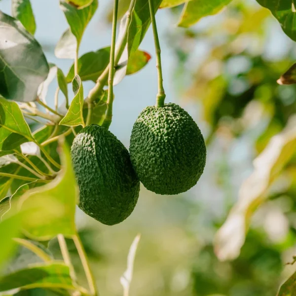 0a12c411-dd44-4109-a8ae-23bd5a4c9585